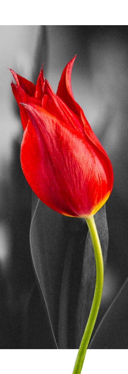Tulipa Cypria
